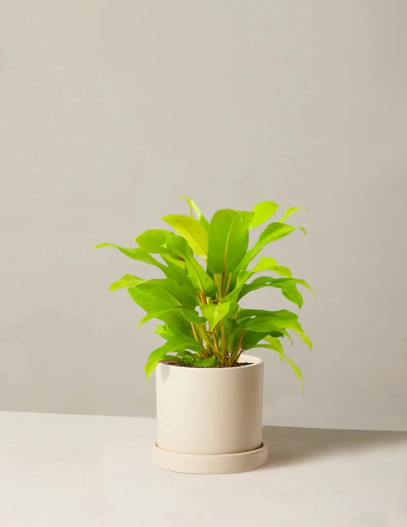 Ff Philodendron Ceylon Beauty - View 5 from www redcrocus com