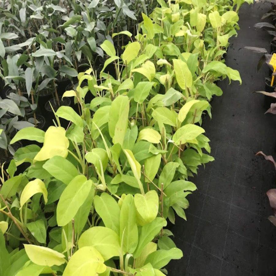 Ff Philodendron Ceylon Beauty - View 6 from www redcrocus com