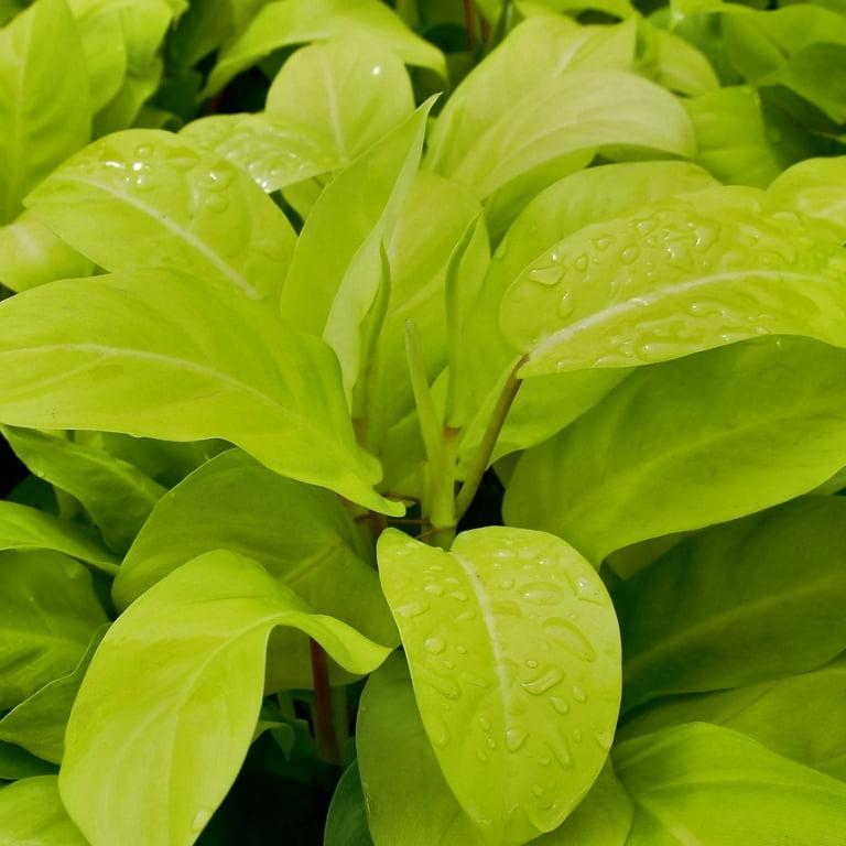 Ff Philodendron Ceylon Beauty - View 7 from www redcrocus com