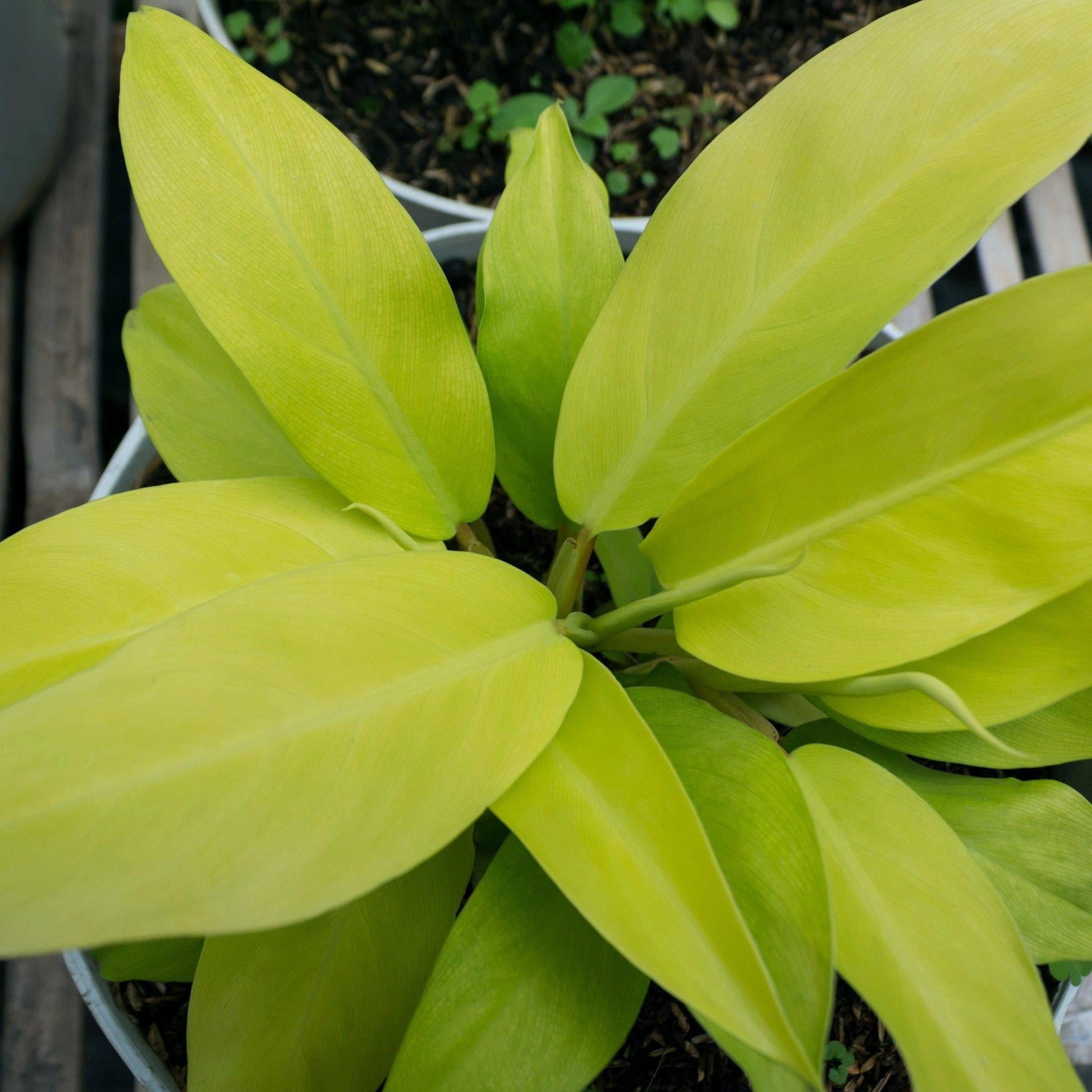 Ff Philodendron Ceylon Beauty - View 8 from www redcrocus com