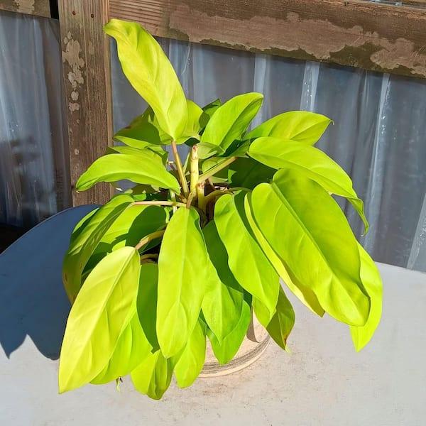 Ff Philodendron Ceylon Beauty - View 9 from www redcrocus com