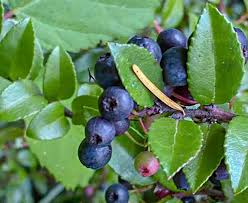 RedCrocus Vaccinium ovatum (Evergreen Huckleberry) Live Outdoor Shrub, Edible Berries, Pollinator & Bird Friendly, Deer Resistant, Container Ready, Acid-Loving, USDA Zones 7-9  2 Gallon Nursery Pot