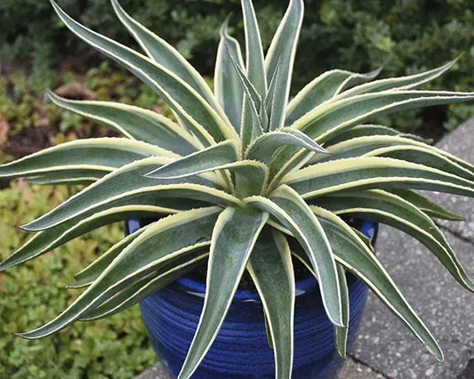 Agave Mangave Navajo Princess Variegated - View 1 from www redcrocus com