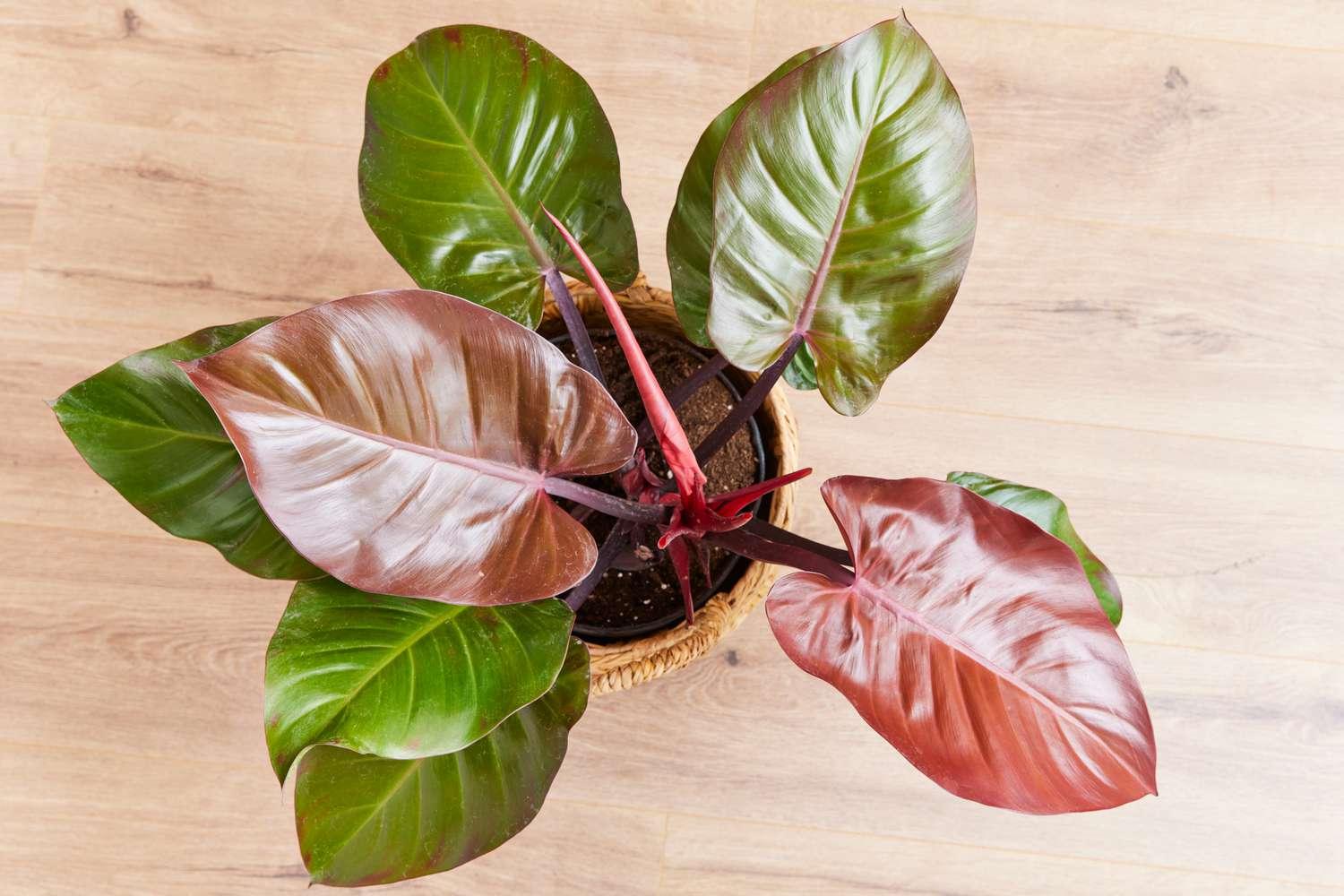 Philodendron Prince Of Orange - View 12 from www redcrocus com