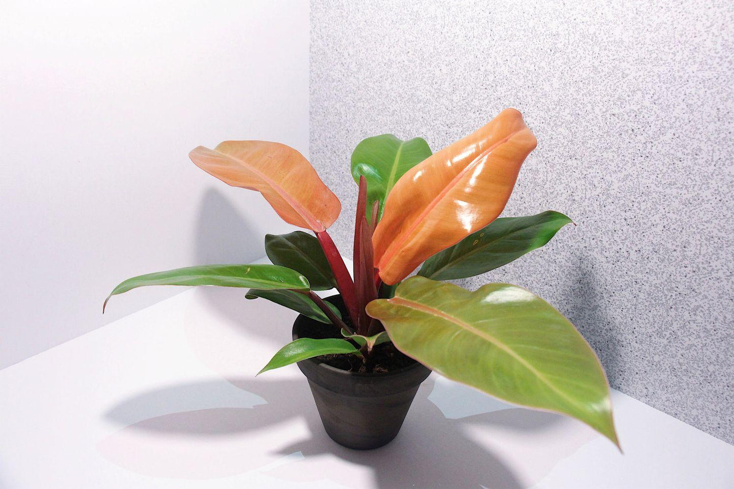 Philodendron Prince Of Orange - View 13 from www redcrocus com