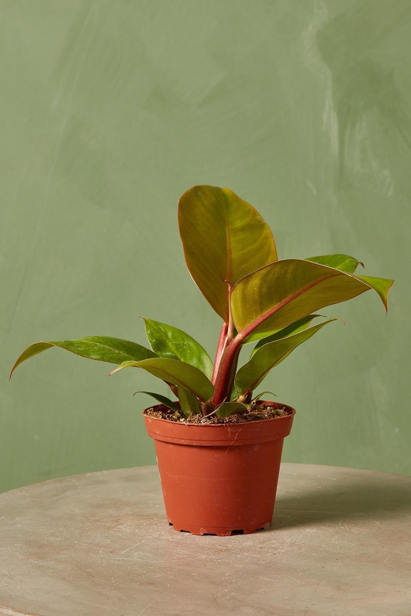 Philodendron Prince Of Orange - View 14 from www redcrocus com