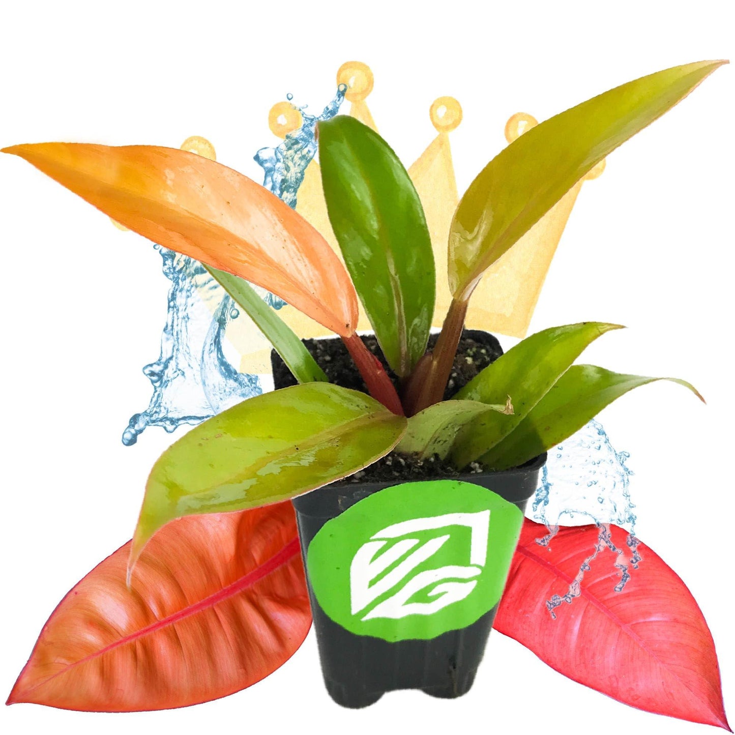 Philodendron Prince Of Orange - View 16 from www redcrocus com