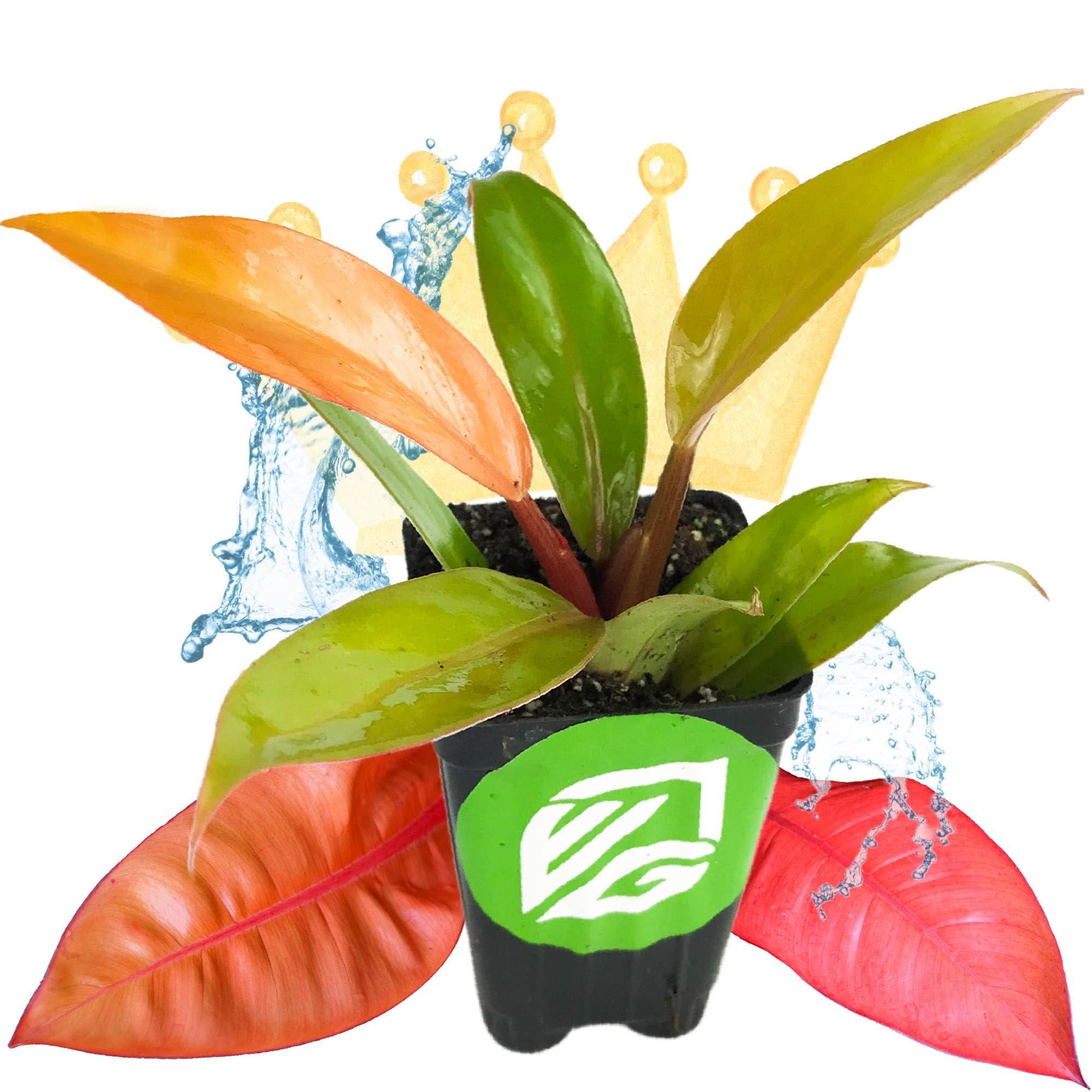 Philodendron Prince Of Orange - View 16 from www redcrocus com