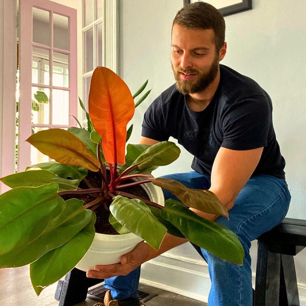 Philodendron Prince Of Orange - View 18 from www redcrocus com