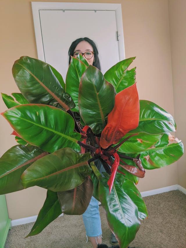 Philodendron Prince Of Orange - View 22 from www redcrocus com