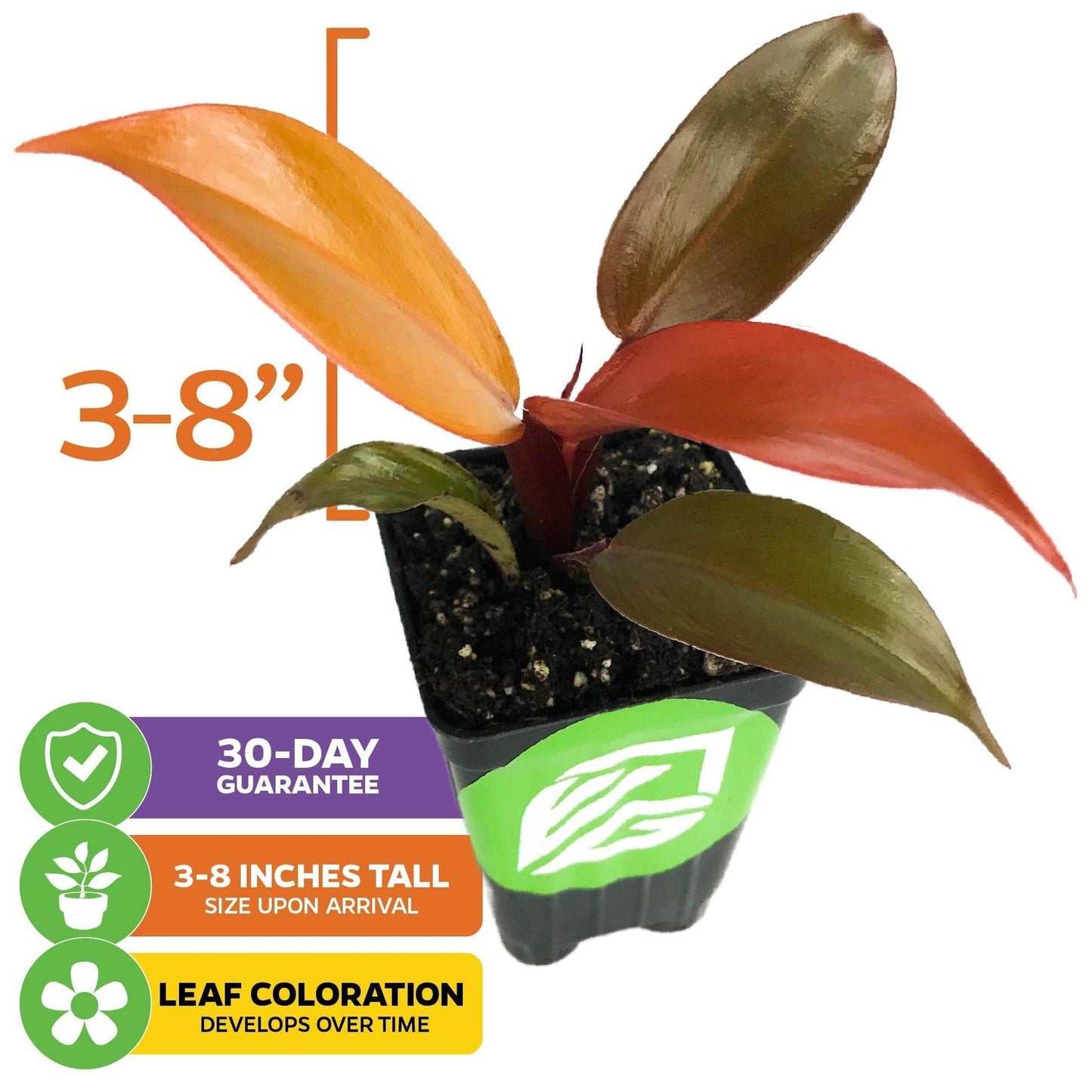 Philodendron Prince Of Orange - View 27 from www redcrocus com