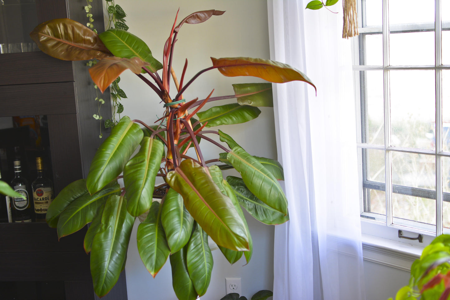 Philodendron Prince Of Orange - View 28 from www redcrocus com