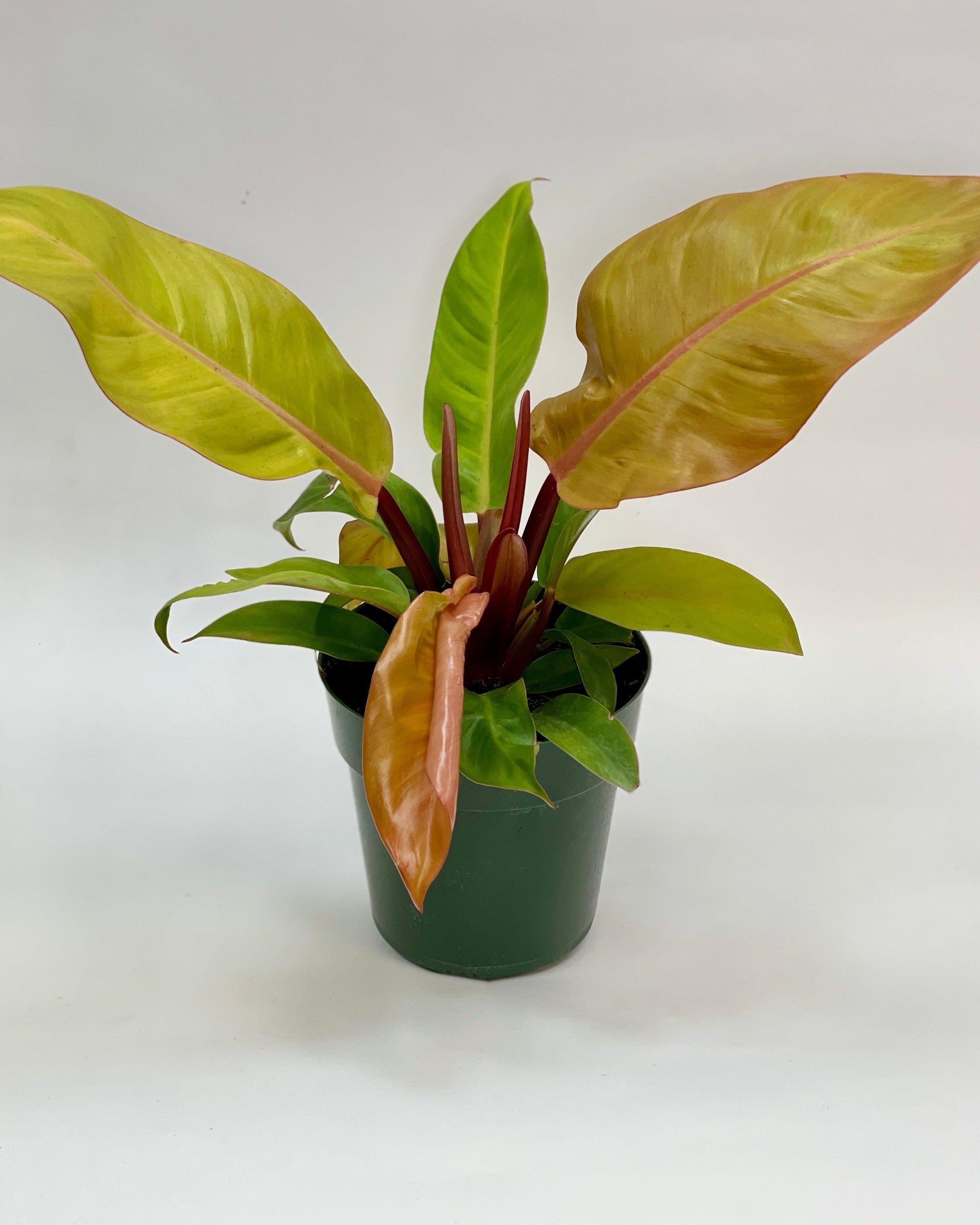 Philodendron Prince Of Orange - View 29 from www redcrocus com