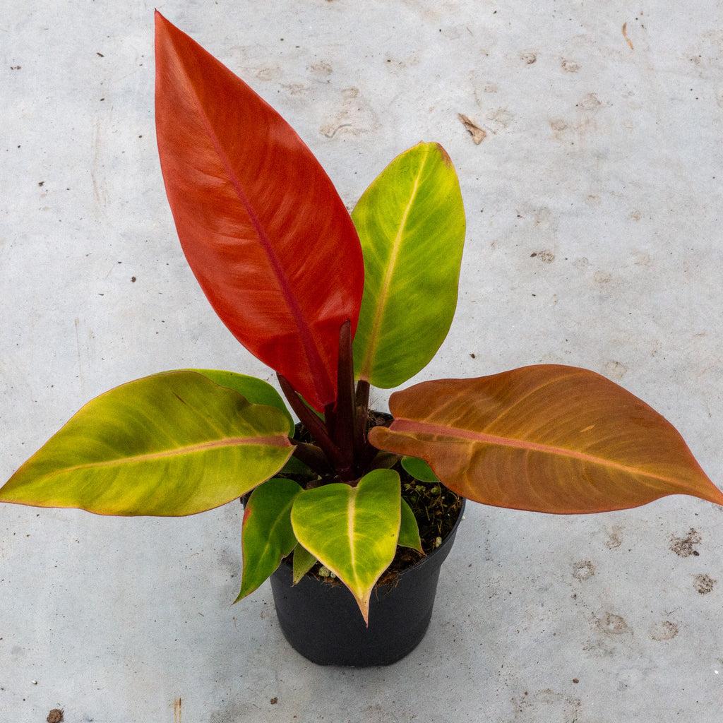 Philodendron Prince Of Orange - View 32 from www redcrocus com