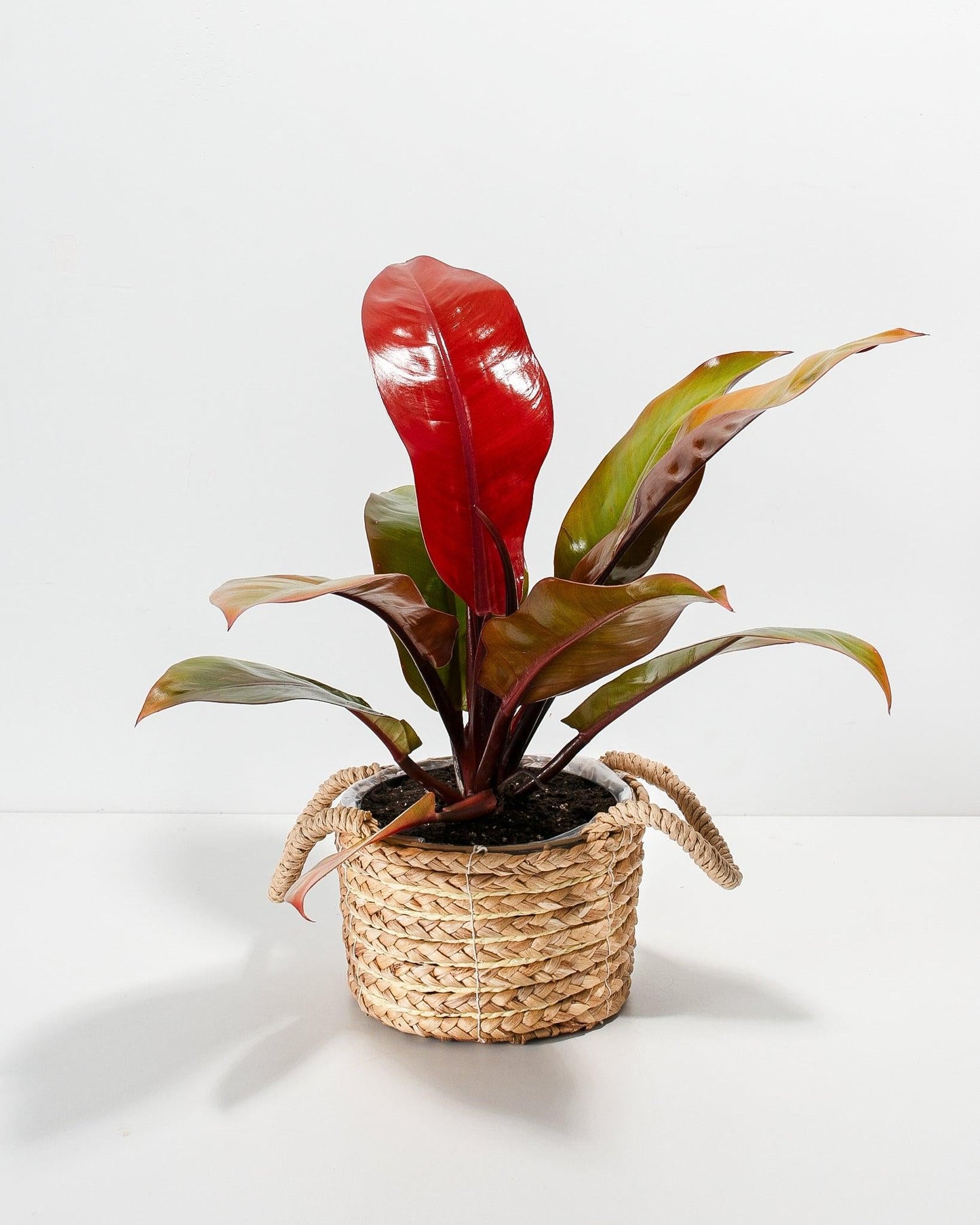 Philodendron Prince Of Orange - View 33 from www redcrocus com