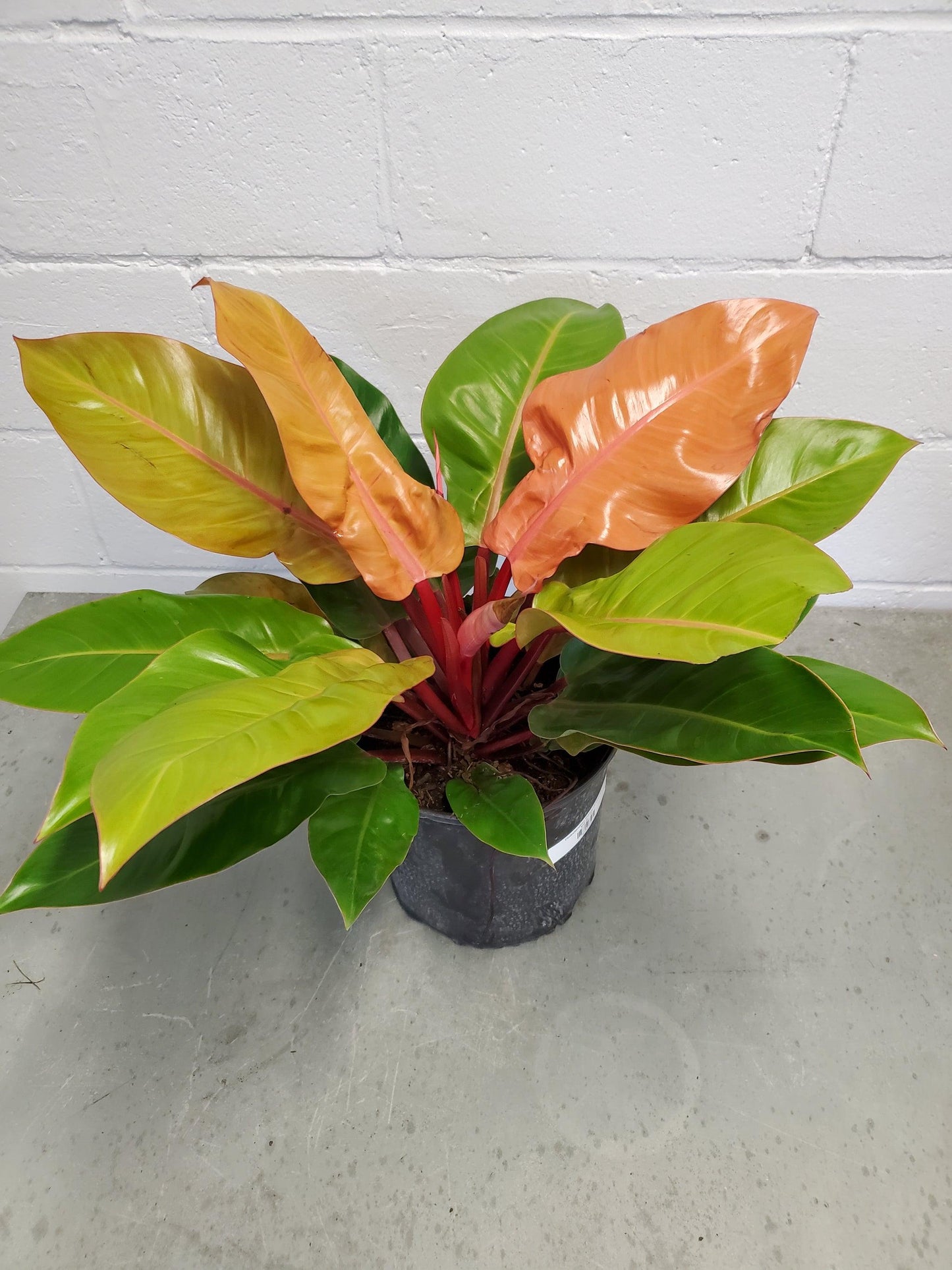 Philodendron Prince Of Orange - View 34 from www redcrocus com