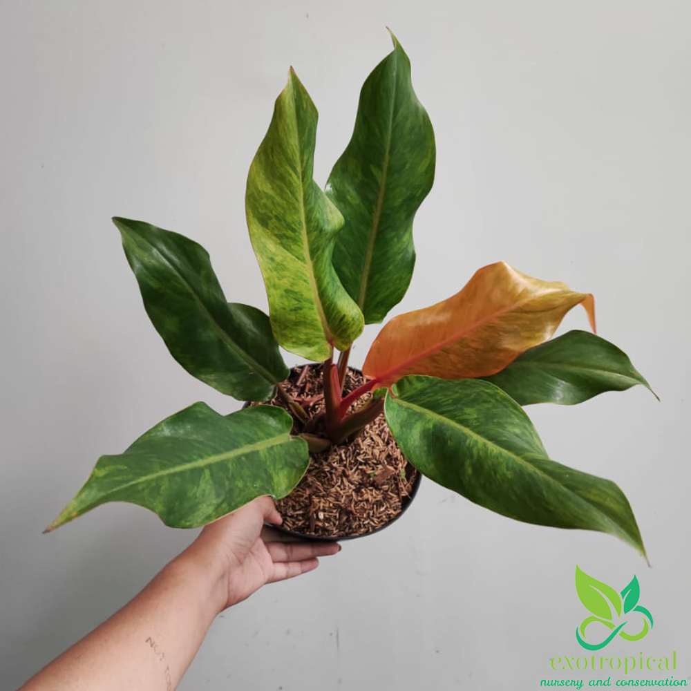 Philodendron Prince Of Orange - View 36 from www redcrocus com