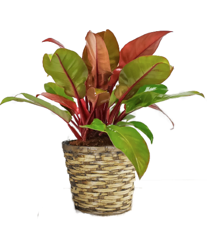 Philodendron Prince Of Orange - View 38 from www redcrocus com