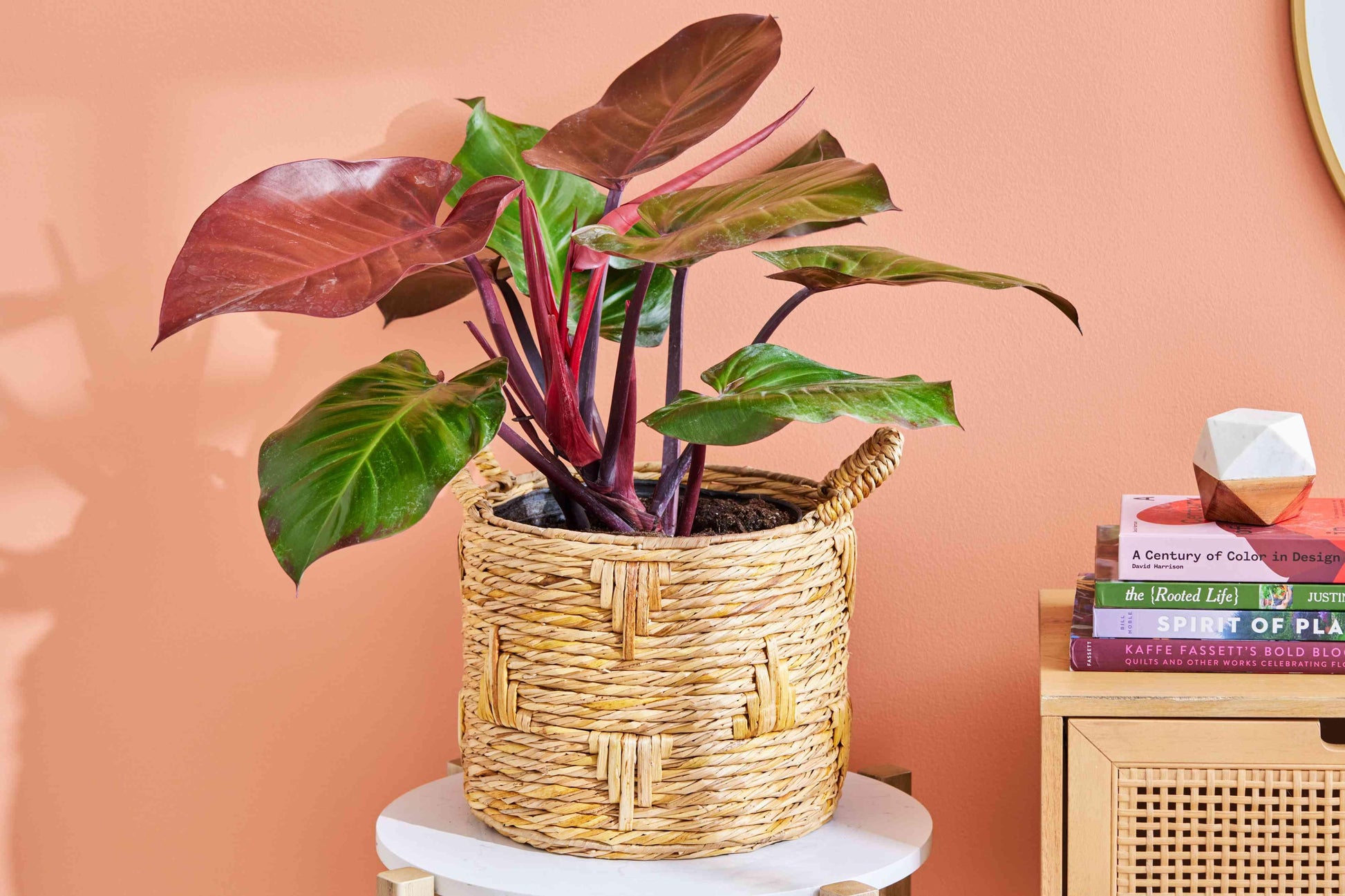 Philodendron Prince Of Orange - View 3 from www redcrocus com