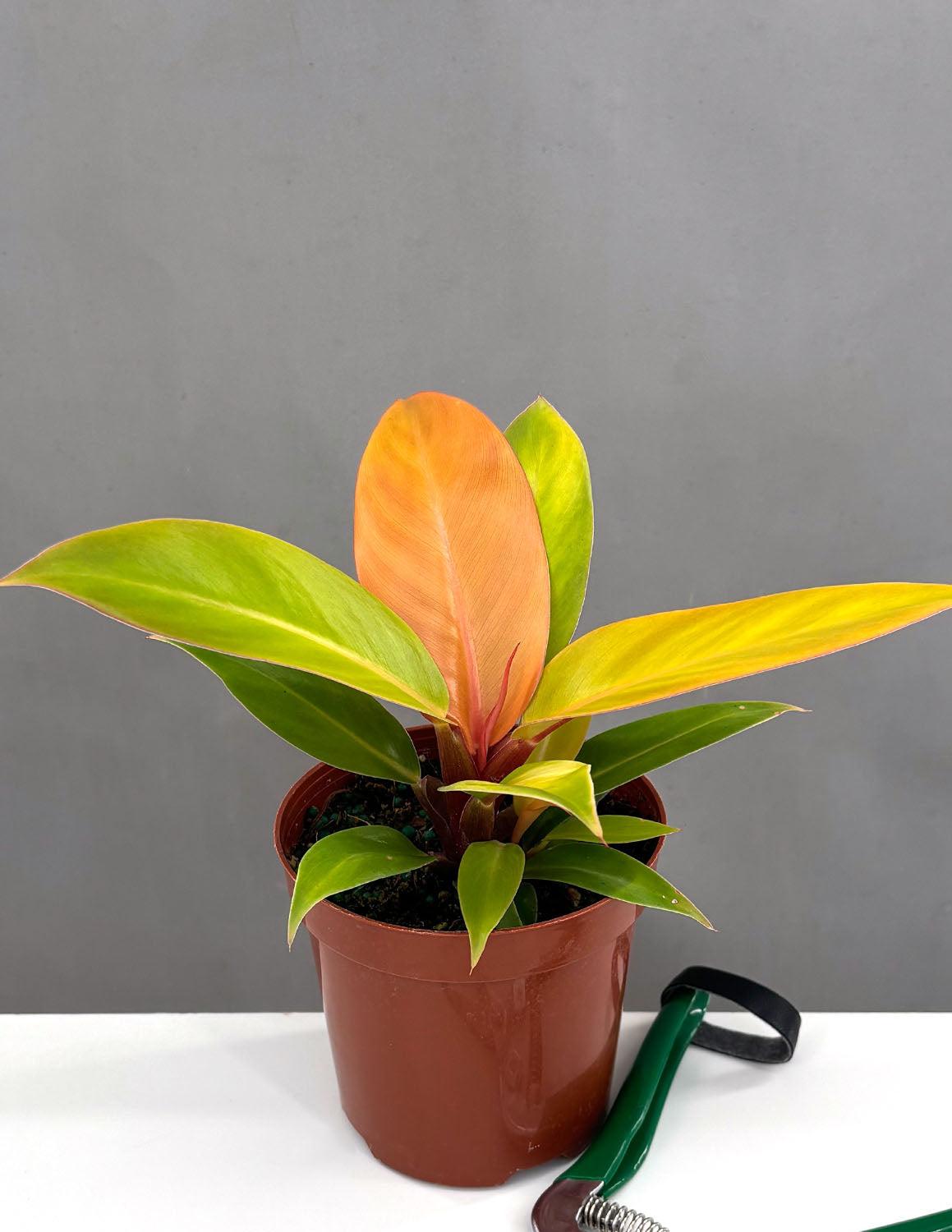 Philodendron Prince Of Orange - View 6 from www redcrocus com
