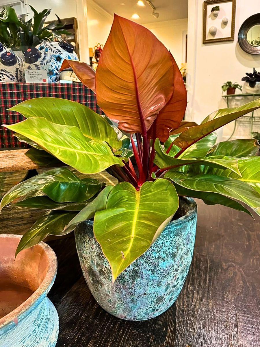 Philodendron Prince Of Orange - View 7 from www redcrocus com