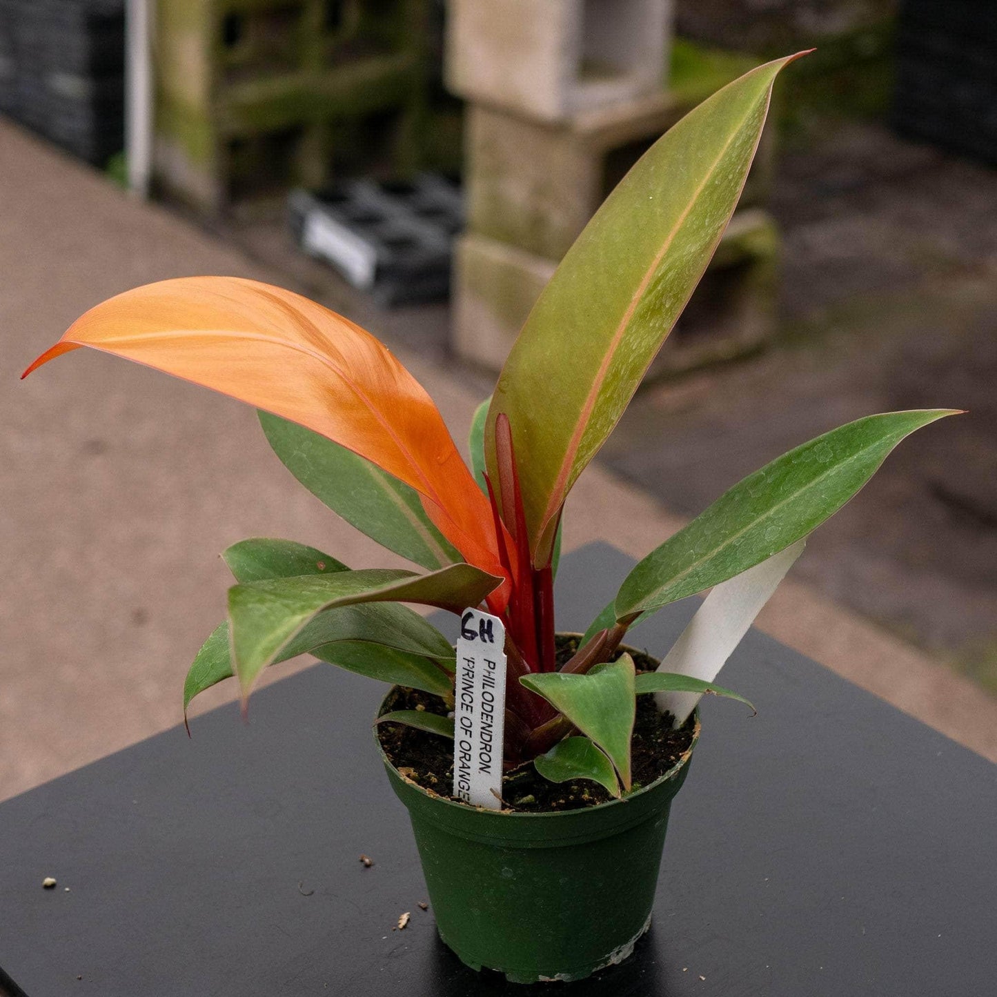 Philodendron Prince Of Orange - View 8 from www redcrocus com