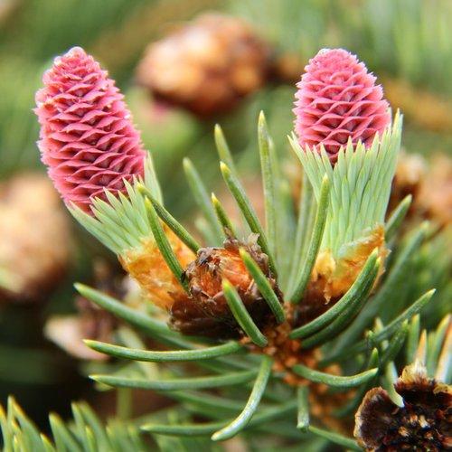 Picea Blue Teardrop With Cones! - View 10 from www redcrocus com