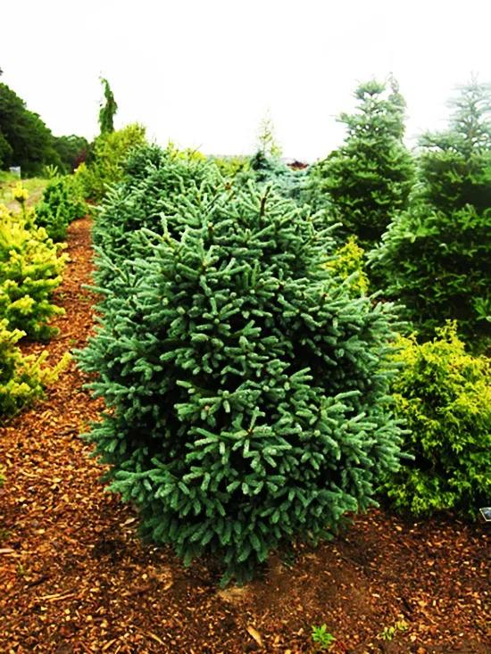 Picea Blue Teardrop With Cones! - View 12 from www redcrocus com