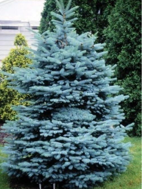 Picea Blue Teardrop With Cones! - View 13 from www redcrocus com