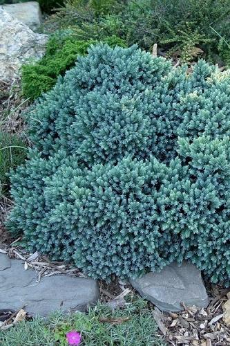 Picea Blue Teardrop With Cones! - View 15 from www redcrocus com