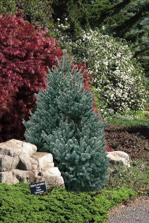 Picea Blue Teardrop With Cones! - View 17 from www redcrocus com