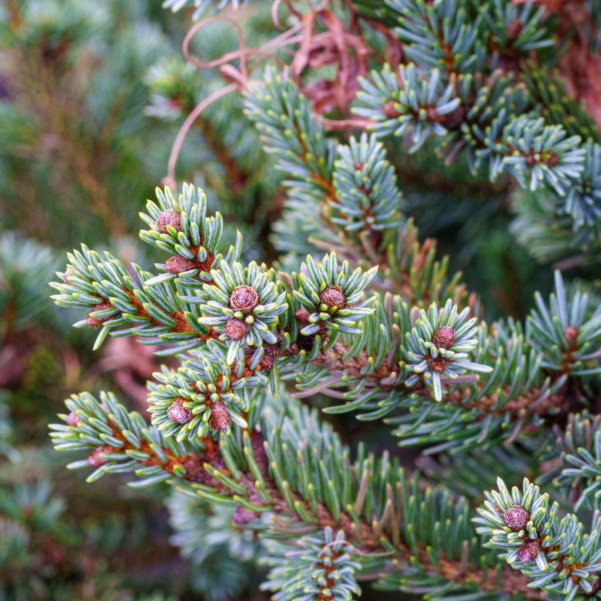 Picea Blue Teardrop With Cones! - View 19 from www redcrocus com