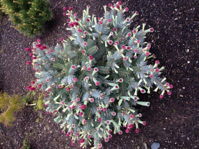 Picea Blue Teardrop With Cones! - View 23 from www redcrocus com