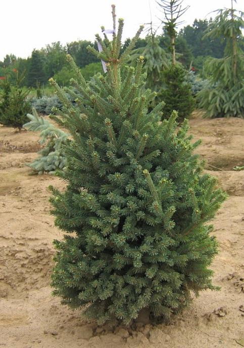 Picea Blue Teardrop With Cones! - View 24 from www redcrocus com