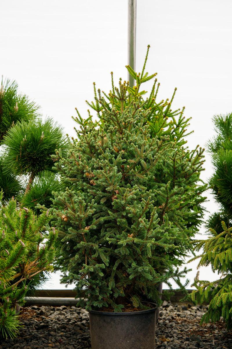 Picea Blue Teardrop With Cones! - View 26 from www redcrocus com