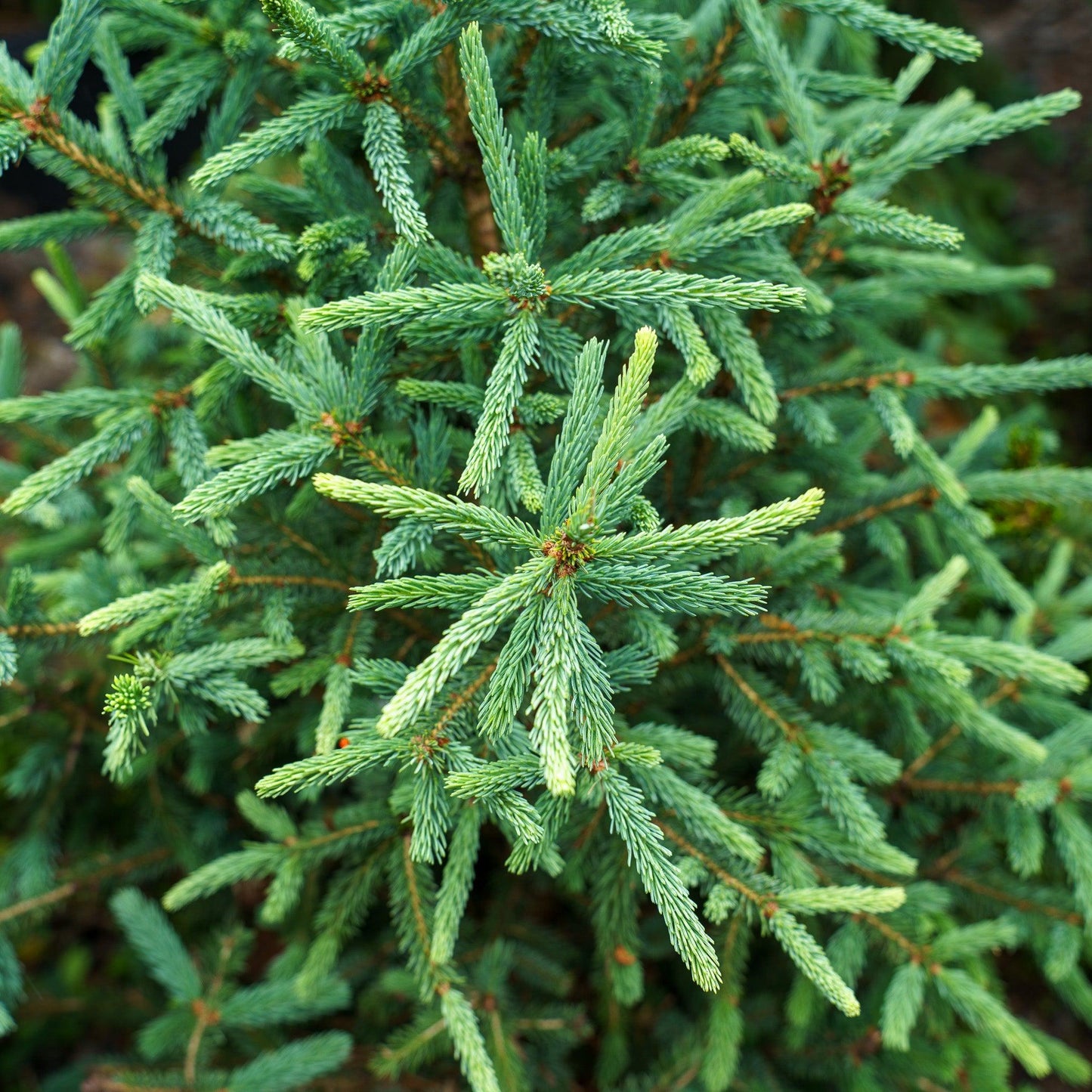 Picea Blue Teardrop With Cones! - View 28 from www redcrocus com