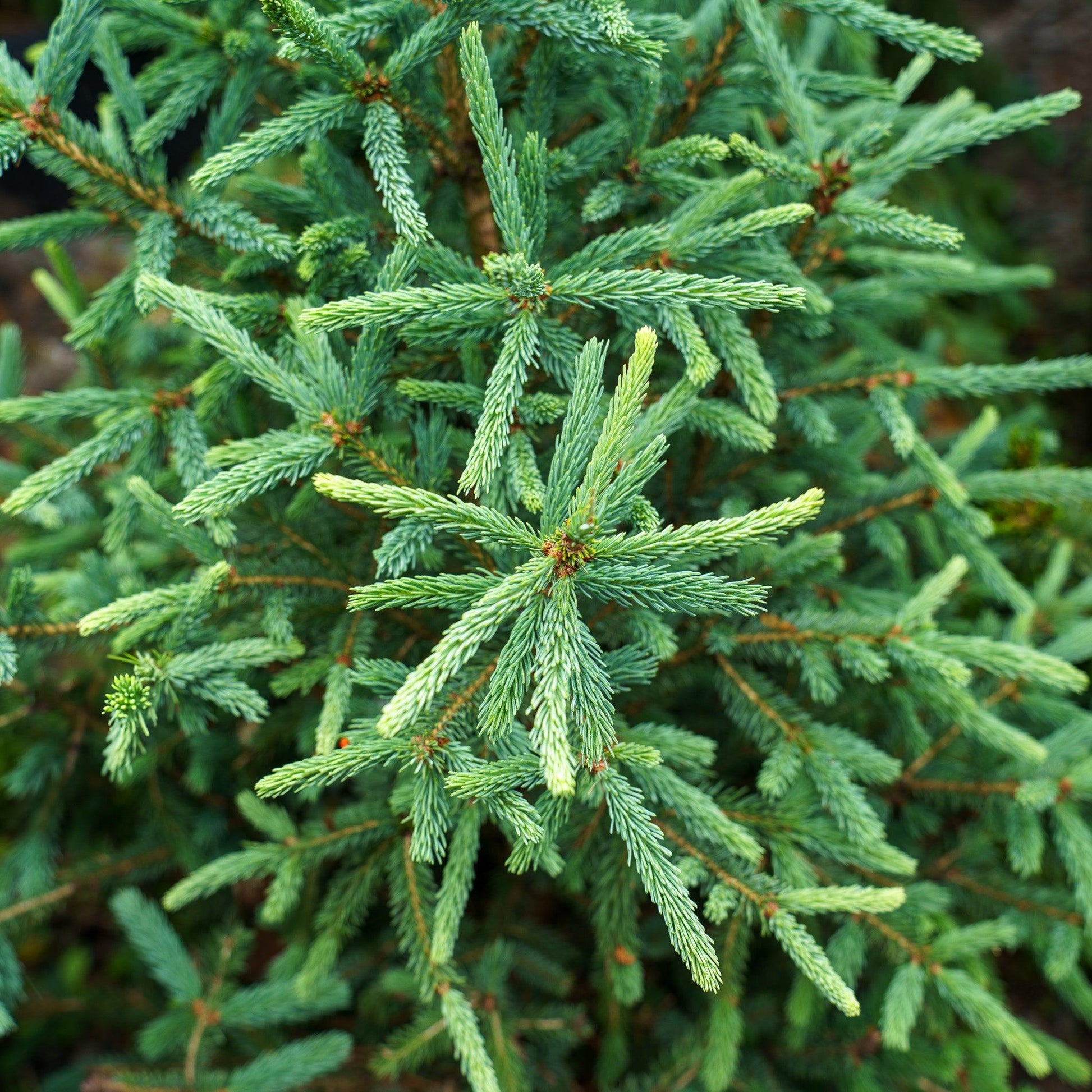 Picea Blue Teardrop With Cones! - View 28 from www redcrocus com
