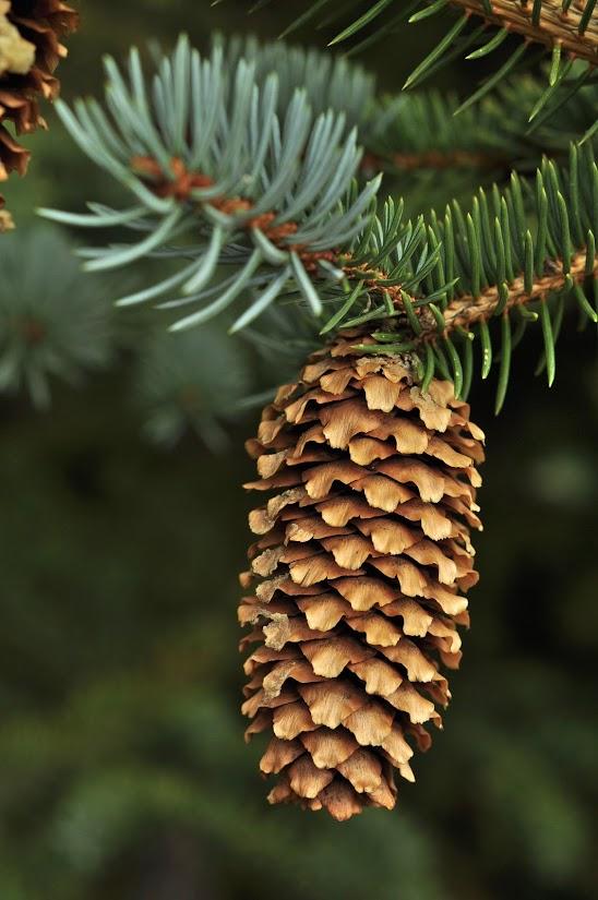 Picea Blue Teardrop With Cones! - View 29 from www redcrocus com