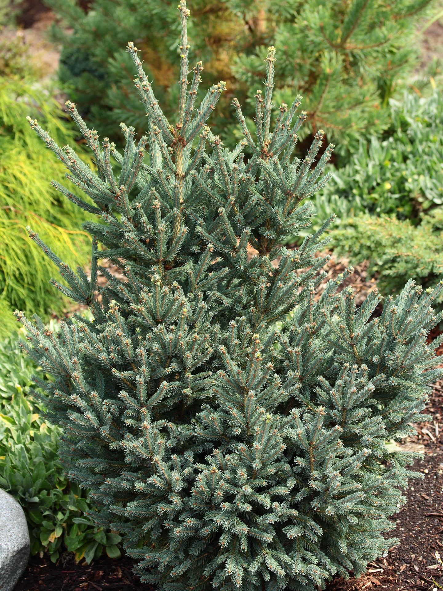 Picea Blue Teardrop With Cones! - View 3 from www redcrocus com