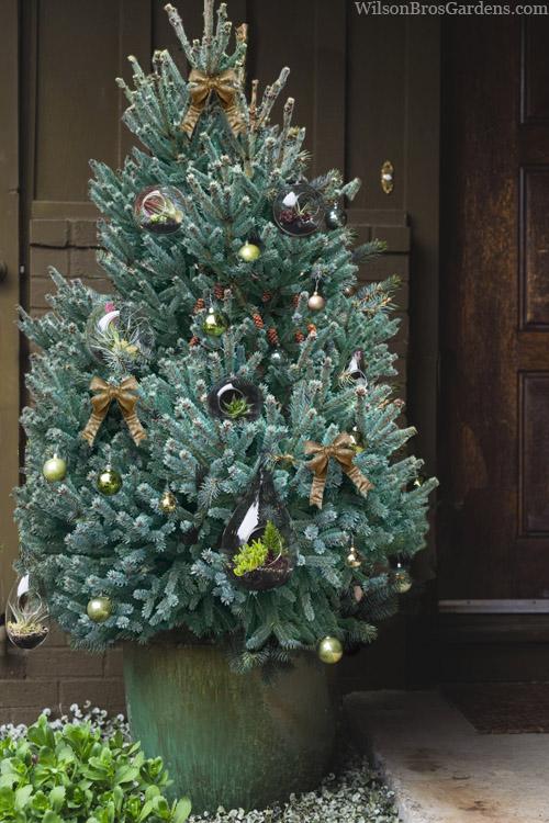 Picea Blue Teardrop With Cones! - View 7 from www redcrocus com