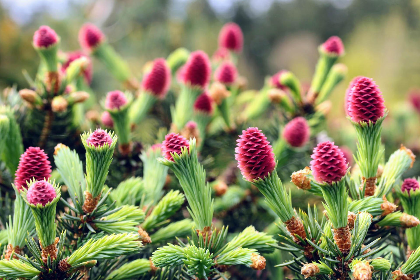 Picea Blue Teardrop With Cones! - View 8 from www redcrocus com