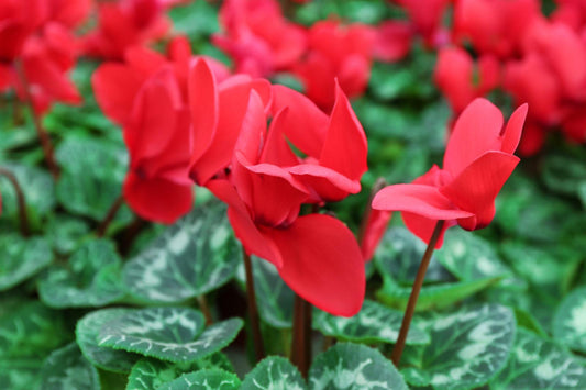 C Cyclamen Red - View 5 from www redcrocus com