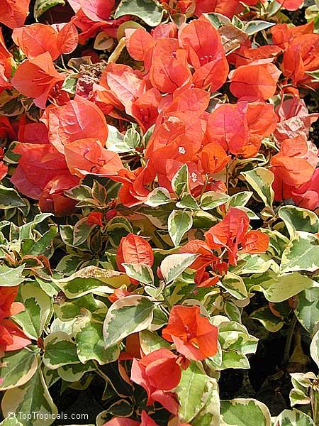 Bercdcf Bougainvillea Teepee Orange Variegated Foliage - View 11 from www redcrocus com