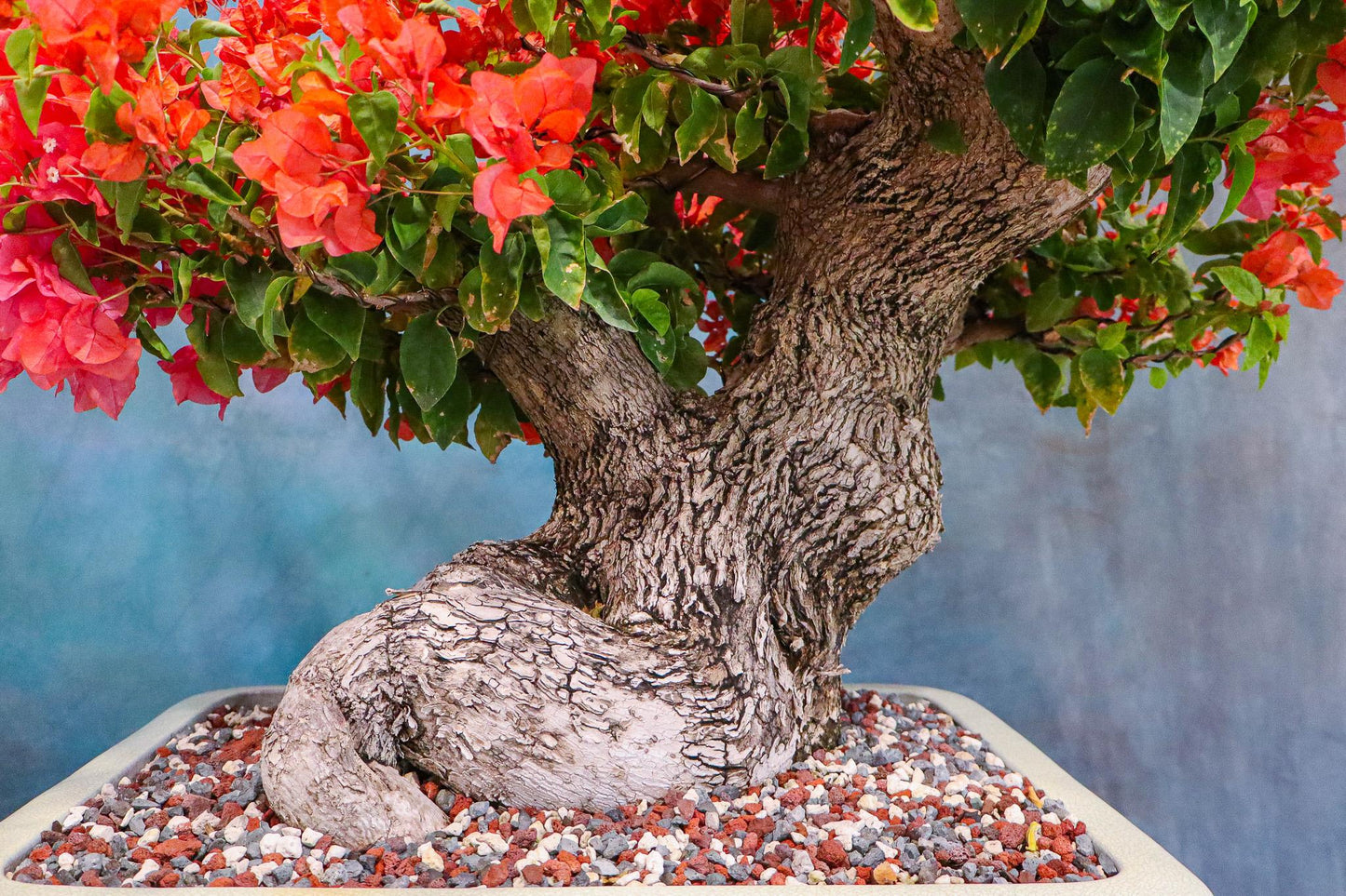 Bercdcf Bougainvillea Teepee Orange Variegated Foliage - View 13 from www redcrocus com
