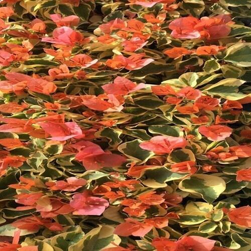 Bercdcf Bougainvillea Teepee Orange Variegated Foliage - View 14 from www redcrocus com