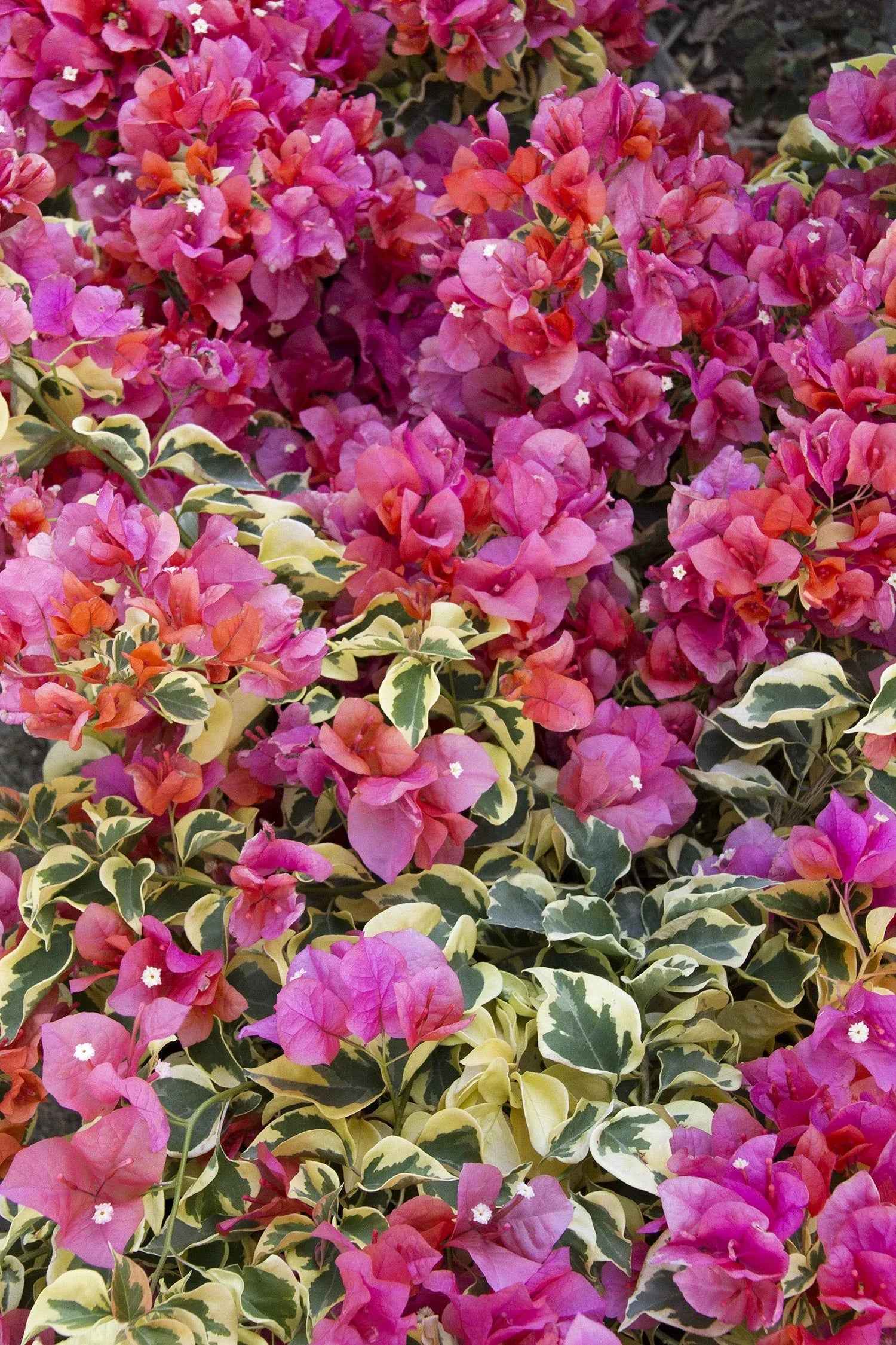 Bercdcf Bougainvillea Teepee Orange Variegated Foliage - View 15 from www redcrocus com