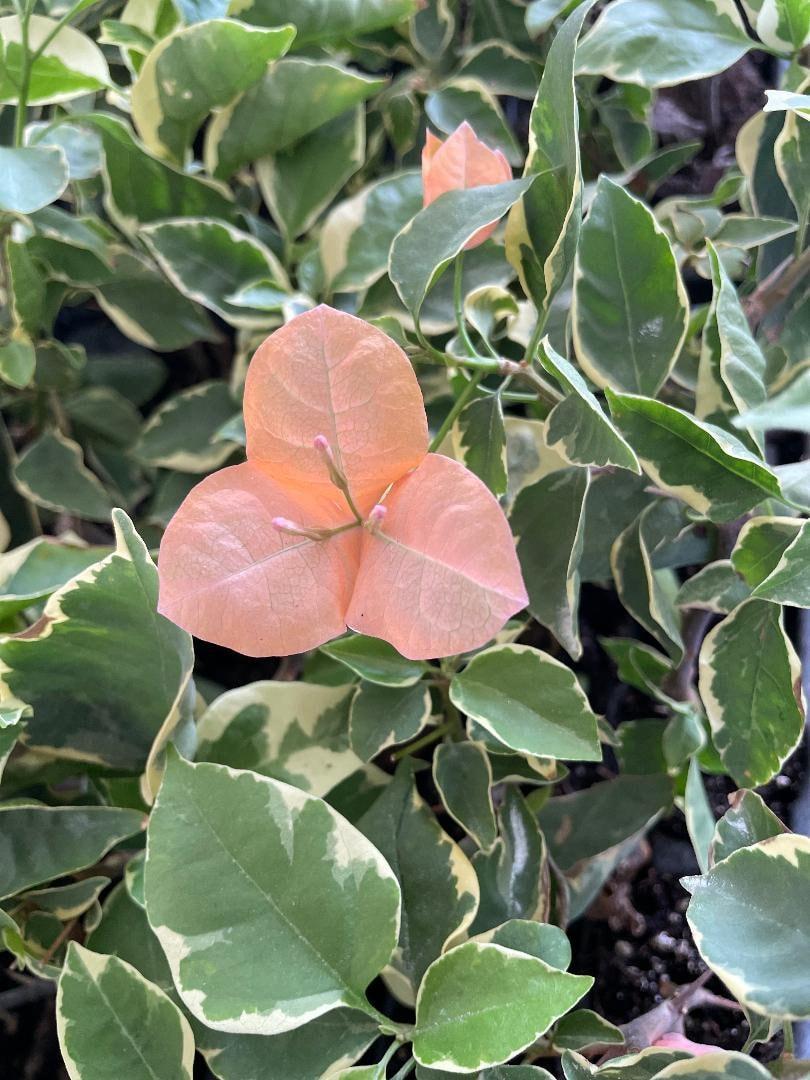Bercdcf Bougainvillea Teepee Orange Variegated Foliage - View 16 from www redcrocus com