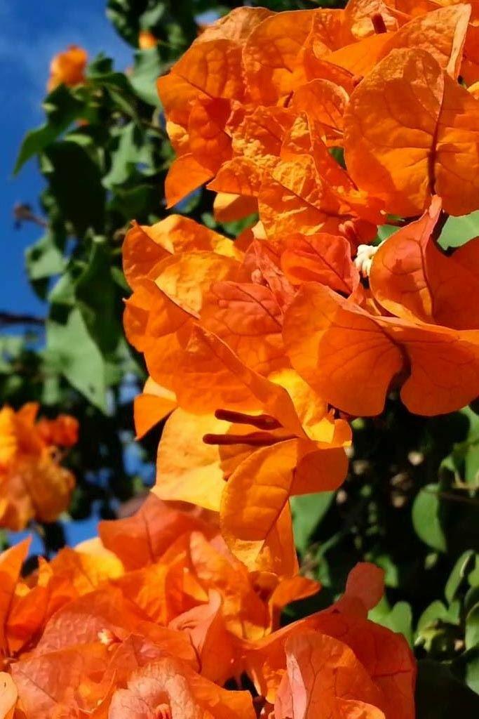 Bercdcf Bougainvillea Teepee Orange Variegated Foliage - View 17 from www redcrocus com
