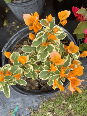 Bercdcf Bougainvillea Teepee Orange Variegated Foliage - View 18 from www redcrocus com