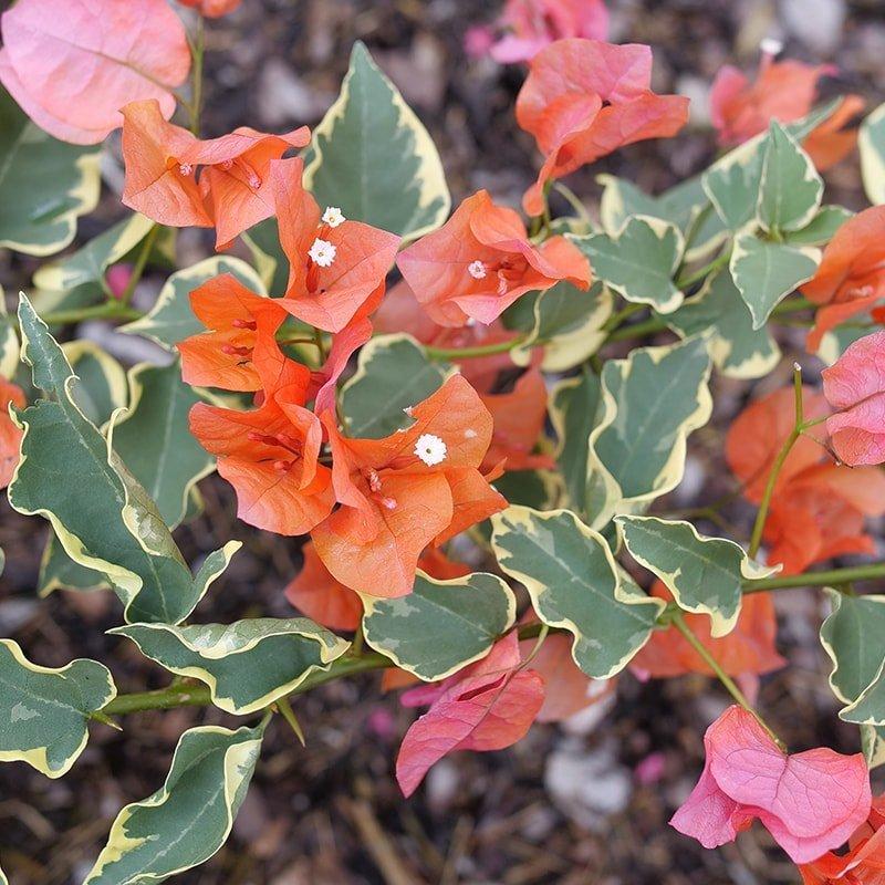 Bercdcf Bougainvillea Teepee Orange Variegated Foliage - View 1 from www redcrocus com